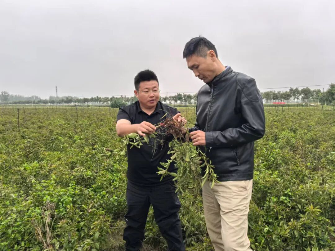 从监管一线到田间地头 山东省鲁北监狱省派第一书记李志群的驻村答卷 - 图片 6