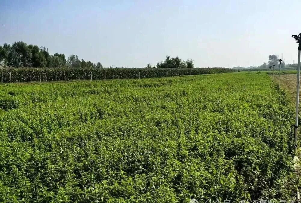 从监管一线到田间地头 山东省鲁北监狱省派第一书记李志群的驻村答卷 - 图片 8