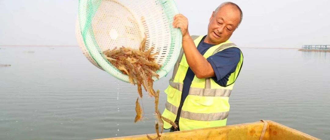 “滨州盐田虾”开捕季在北海经济开发区启动 邀您尝鲜