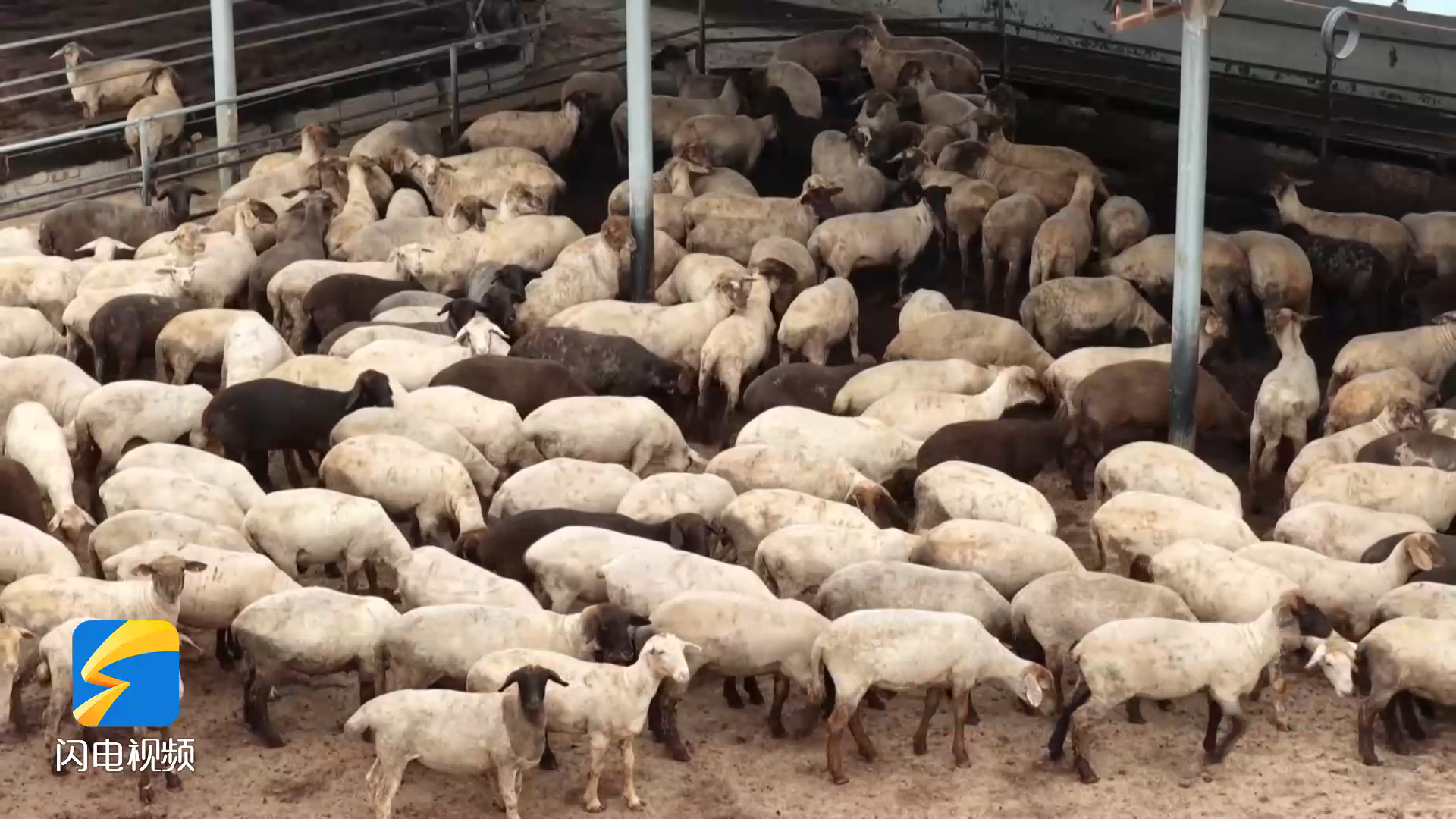 沾化:从舌尖特色到产业优势 肉羊产业唱响富民增收曲